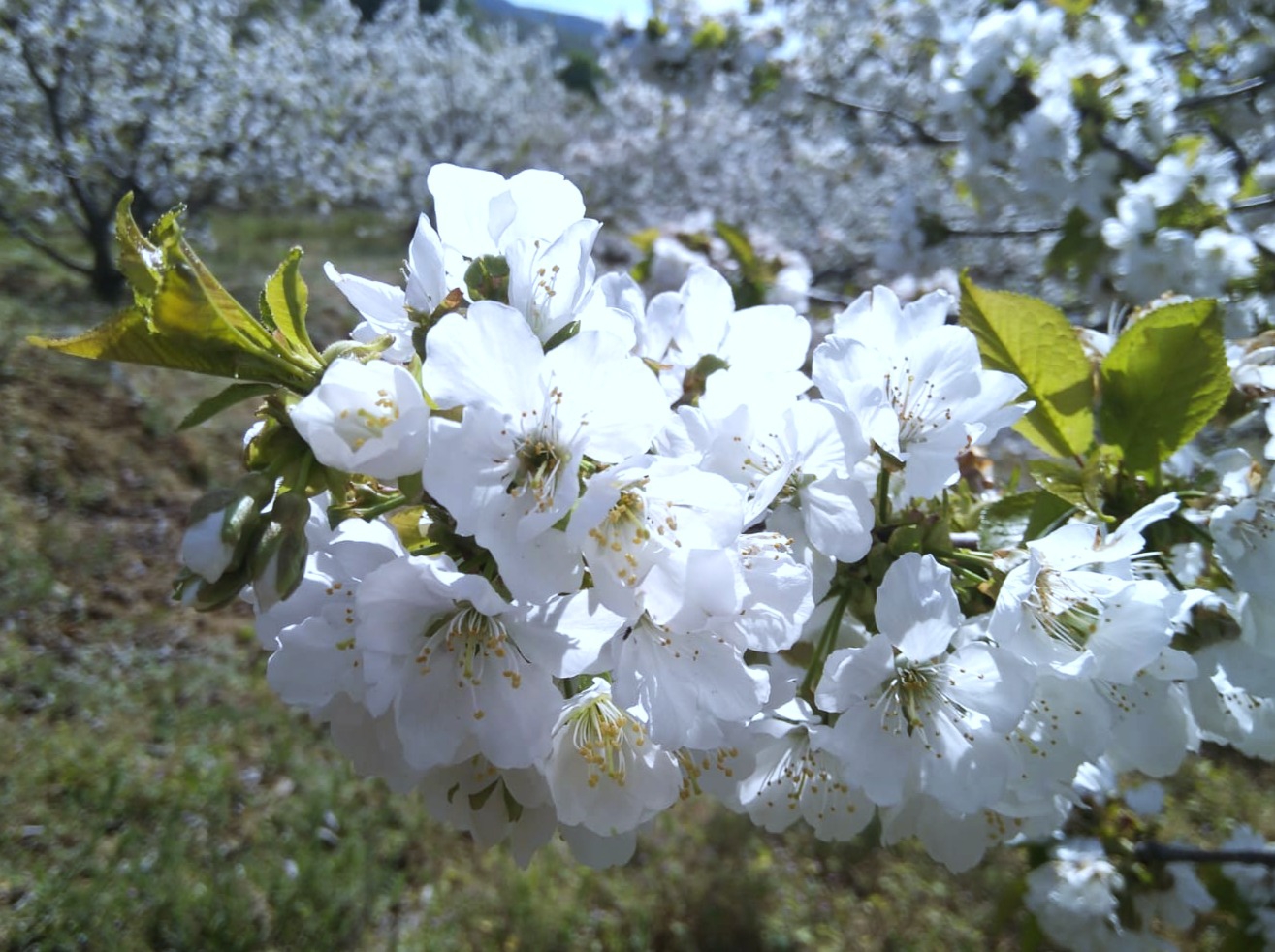 cabecera elegida